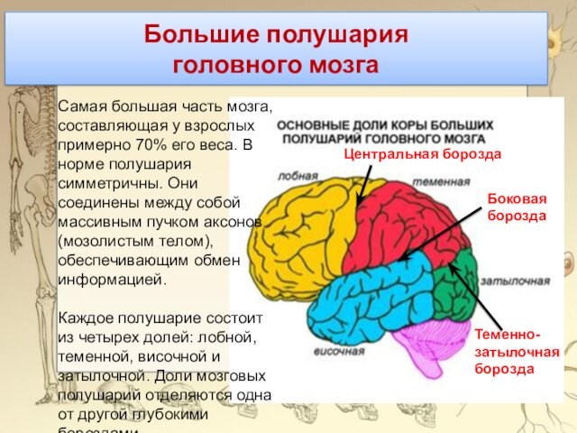 Большие полушария
 головного мозга.Самая большая часть мозга, составляющая у взрослых примерно 70% его веса. В