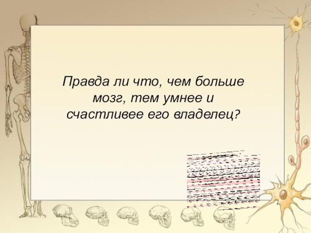 Правда ли что, чем больше мозг, тем умнее и счастливее его владелец?