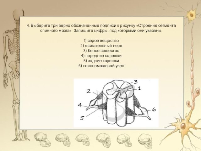 4. Выберите три верно обозначенные подписи к рисунку «Строение сегмента спинного мозга». Запишите цифры, под