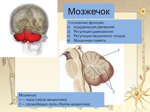 МозжечокМозжечок: 1 — кора (серое вещество); 2 — проводящие пути (белое вещество)3 основные функции:координация движенийРегуляция