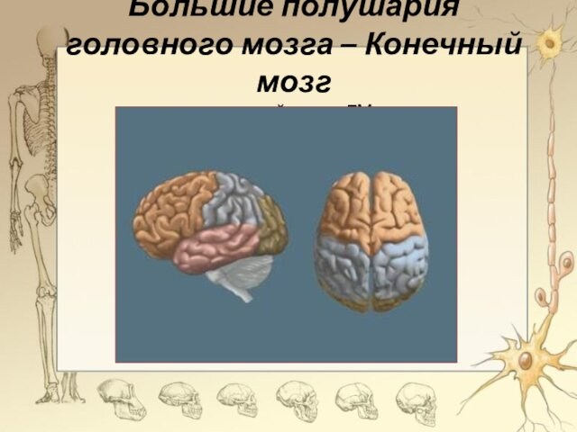 Большие полушария головного мозга – Конечный мозг
 высший отдел ГМ