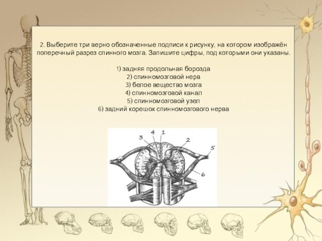 2. Выберите три верно обозначенные подписи к рисунку, на котором изображён поперечный разрез спинного мозга.