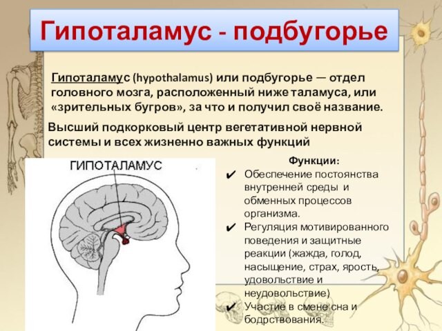 Гипоталамус - подбугорье Гипоталамус (hypothalamus) или подбугорье — отдел головного мозга, расположенный ниже таламуса, или