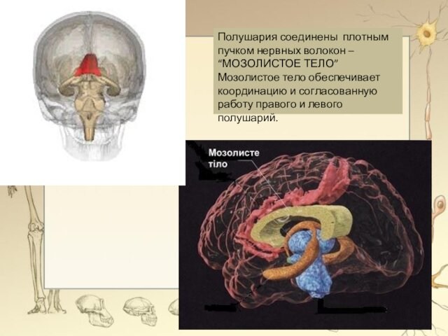 Полушария соединены плотным пучком нервных волокон – “МОЗОЛИСТОЕ ТЕЛО”Мозолистое тело обеспечивает координацию и согласованную работу