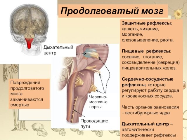 Повреждения продолговатого мозга заканчиваются смертьюПродолговатый мозгЗащитные рефлексы: кашель, чихание, моргание, слезовыделение, рвота. Пищевые рефлексы: сосание,