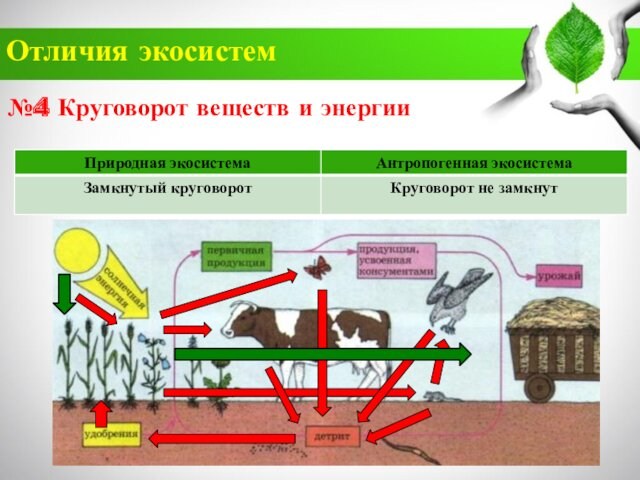 Антропогенные экосистемы презентация