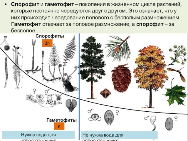 Спорофит и гаметофит – поколения в жизненном цикле растений, которые постоянно чередуются друг с другом.