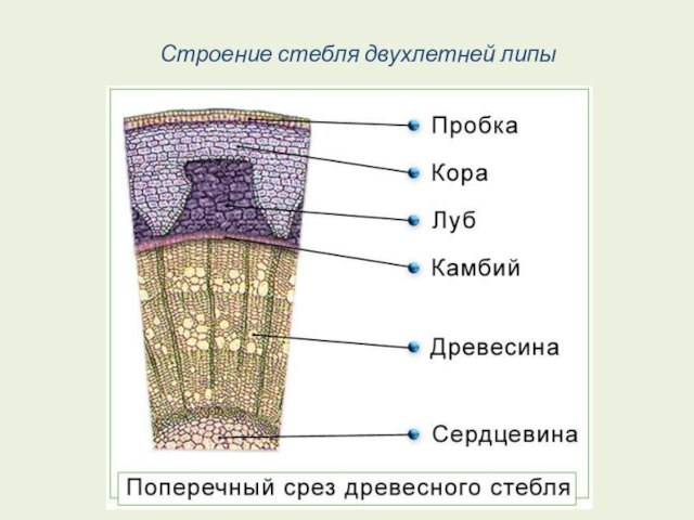 Строение стебля двухлетней липы