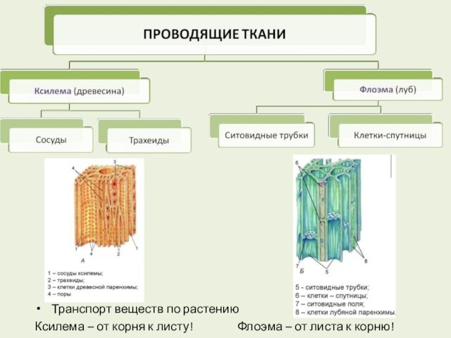 Транспорт веществ по растению Ксилема – от корня к листу!		Флоэма – от листа к корню!