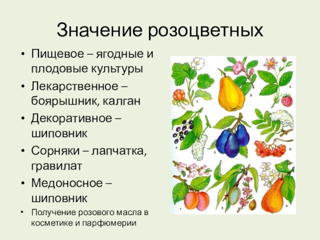 Значение розоцветныхПищевое – ягодные и плодовые культурыЛекарственное – боярышник, калганДекоративное – шиповникСорняки – лапчатка, гравилатМедоносное