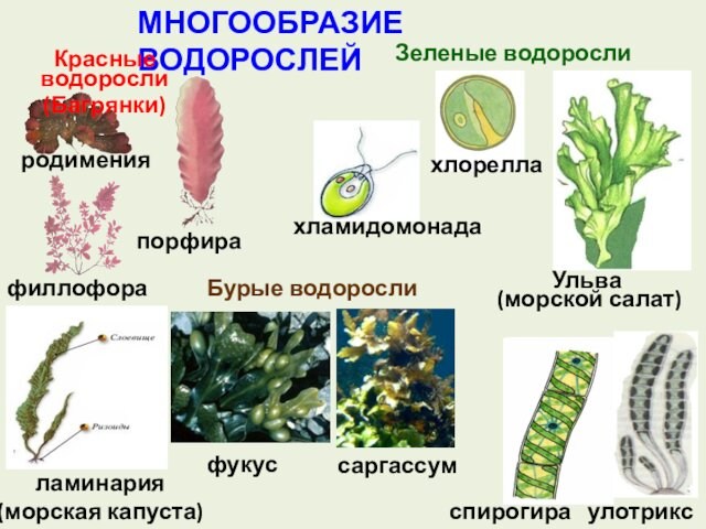 МНОГООБРАЗИЕ ВОДОРОСЛЕЙЗеленые водоросли спирогира улотриксхламидомонадаУльва (морской салат)ламинария (морская капуста)фукус саргассумБурые водорослипорфирародименияфиллофорахлореллаКрасные водоросли (Багрянки)