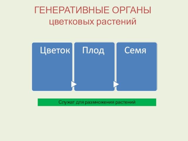 ГЕНЕРАТИВНЫЕ ОРГАНЫ 
 цветковых растений
 Служат для размножения растений