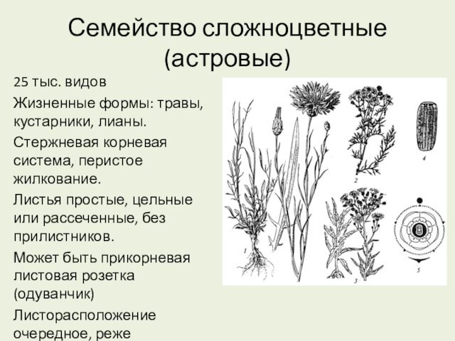 Семейство сложноцветные (астровые)25 тыс. видовЖизненные формы: травы, кустарники, лианы.Стержневая корневая система, перистое жилкование.Листья простые, цельные