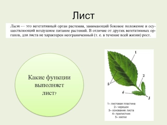 ЛистКакие функции выполняет лист?