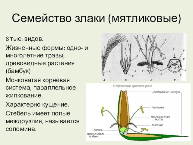 Семейство злаки (мятликовые)8 тыс. видов.Жизненные формы: одно- и многолетние травы, древовидные растения (бамбук)Мочковатая корневая система,