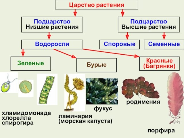 Царство растенияПодцарство 
 Низшие растенияПодцарство 
 Высшие растенияВодоросли Семенные Споровые ЗеленыеБурые Красные
 (Багрянки)хламидомонадахлорелла спирогираламинария (морская