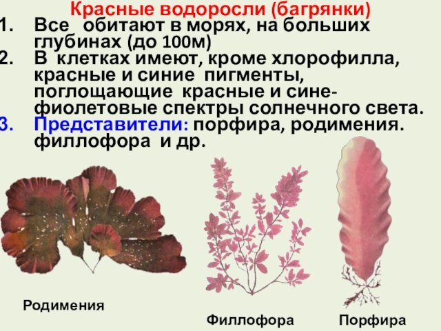 Красные водоросли (багрянки) Все обитают в морях, на больших глубинах (до 100м)В клетках имеют, кроме