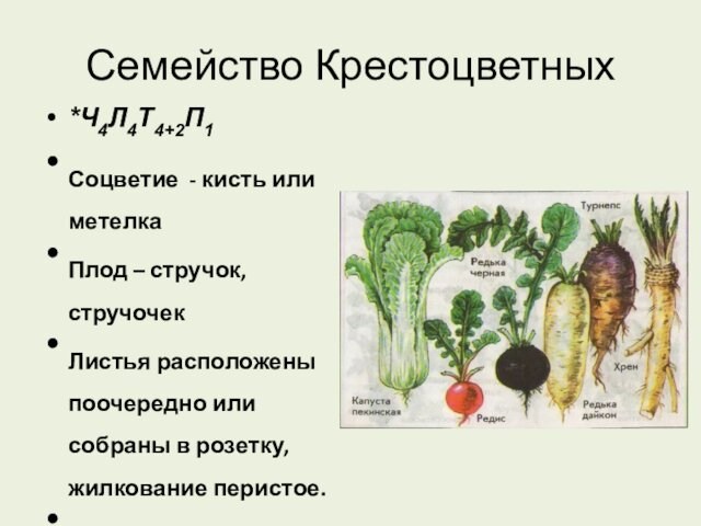 Семейство Крестоцветных*Ч4Л4Т4+2П1Соцветие - кисть или метелкаПлод – стручок, стручочекЛистья расположены поочередно или собраны в розетку,