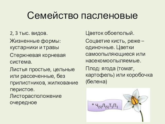 Семейство пасленовые2, 3 тыс. видов.Жизненные формы: кустарники и травыСтержневая корневая система.Листья простые, цельные или рассеченные,