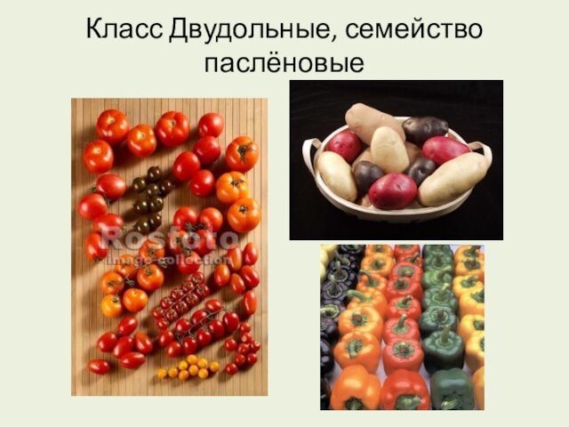 Класс Двудольные, семейство паслёновые