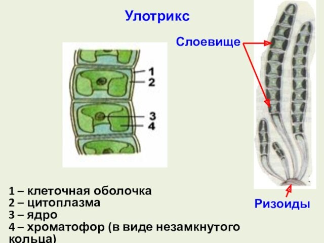 Улотрикс 1 – клеточная оболочка2 – цитоплазма 3 – ядро 4 – хроматофор (в виде