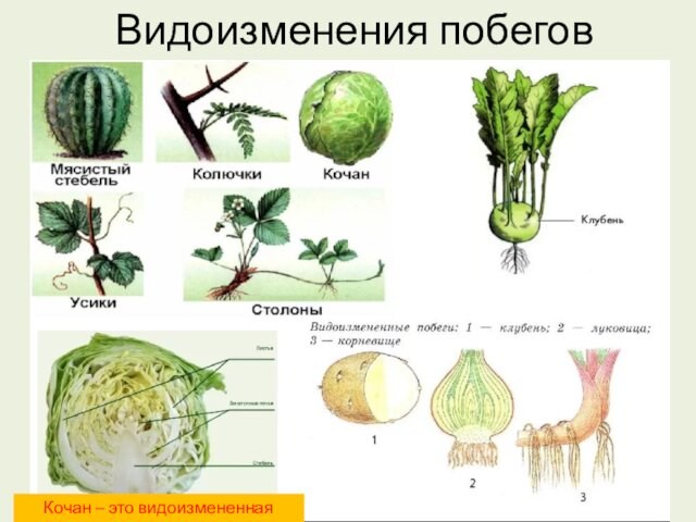 Видоизменения побеговКочан – это видоизмененная почка!