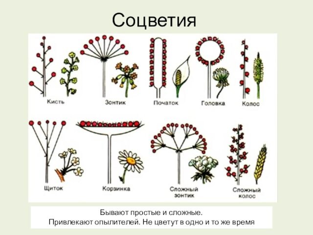 СоцветияБывают простые и сложные.Привлекают опылителей. Не цветут в одно и то же время