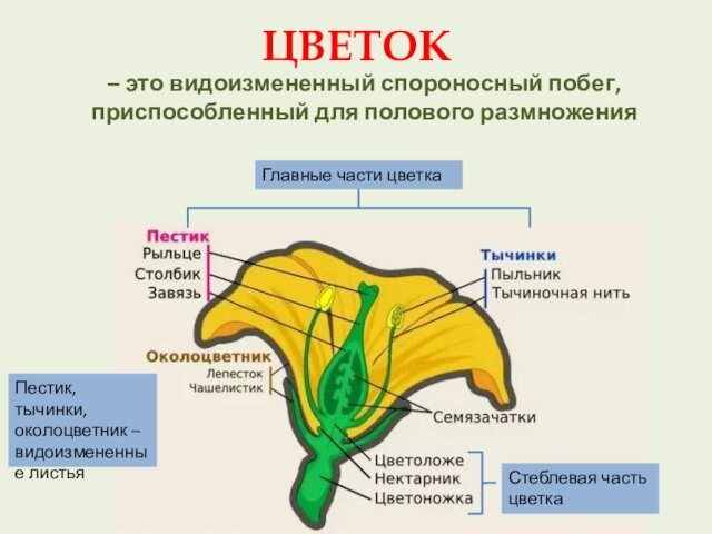 ЦВЕТОК– это видоизмененный спороносный побег, 
 приспособленный для полового размноженияСтеблевая часть цветкаГлавные части цветкаПестик, тычинки,