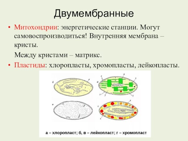 ДвумембранныеМитохондрии: энергетические станции. Могут самовоспроизводиться! Внутренняя мембрана – кристы.  Между кристами – матрикс. Пластиды: