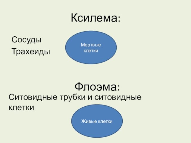 Ксилема: СосудыТрахеиды Флоэма: Ситовидные трубки и ситовидные клетки Мертвые клеткиЖивые клетки