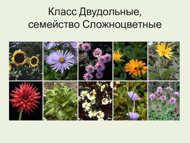 Класс Двудольные, 
 семейство Сложноцветные