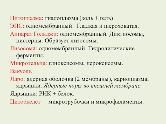 Цитоплазма: гиалоплазма (золь + гель)ЭПС: одномембранный. Гладкая и шероховатая. Аппарат Гольджи: одномембранный. Диктиосомы, цистерны. Образует