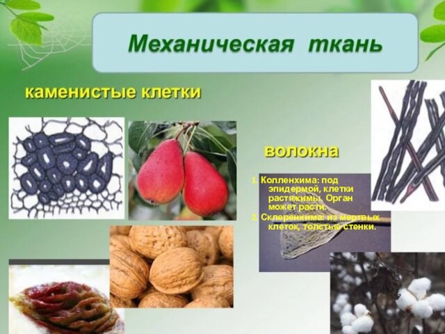 1. Колленхима: под эпидермой, клетки растяжимы. Орган может расти.2. Склеренхима: из мертвых клеток, толстые стенки.
