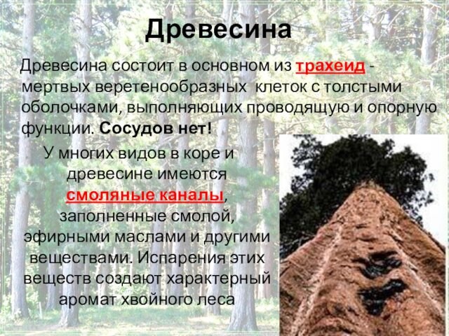 Древесина Древесина состоит в основном из трахеид - мертвых веретенообразных клеток с толстыми оболочками, выполняющих