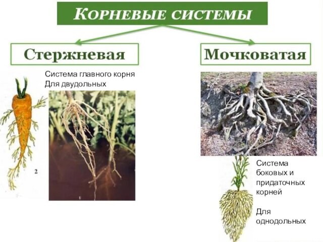 Типы корневых системСистема главного корняДля двудольных Система боковых и придаточных корнейДля однодольных