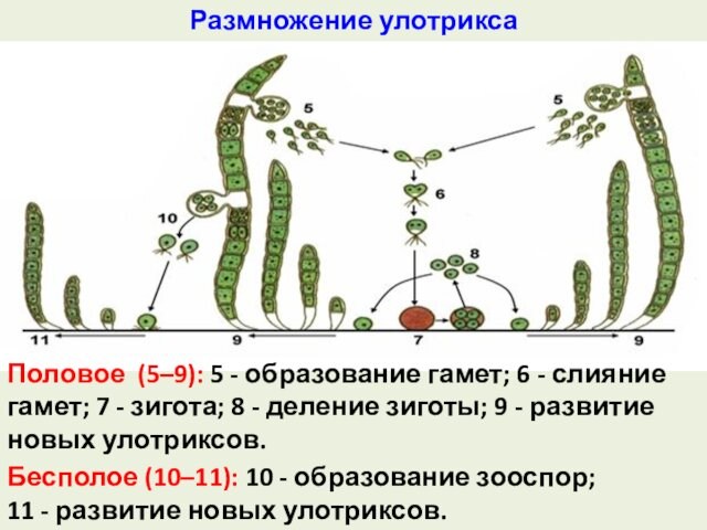 Размножение улотриксаПоловое (5–9): 5 - образование гамет; 6 - слияние гамет; 7 - зигота; 8