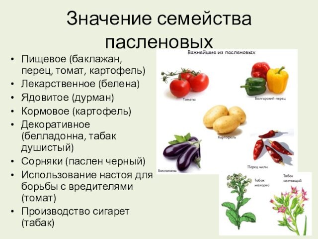 Значение семейства пасленовыхПищевое (баклажан, перец, томат, картофель)Лекарственное (белена)Ядовитое (дурман)Кормовое (картофель)Декоративное (белладонна, табак душистый)Сорняки (паслен черный)Использование