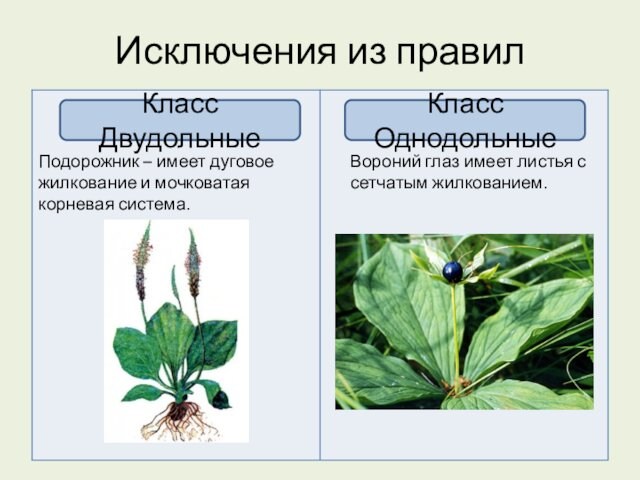 Исключения из правилКласс ДвудольныеКласс Однодольные