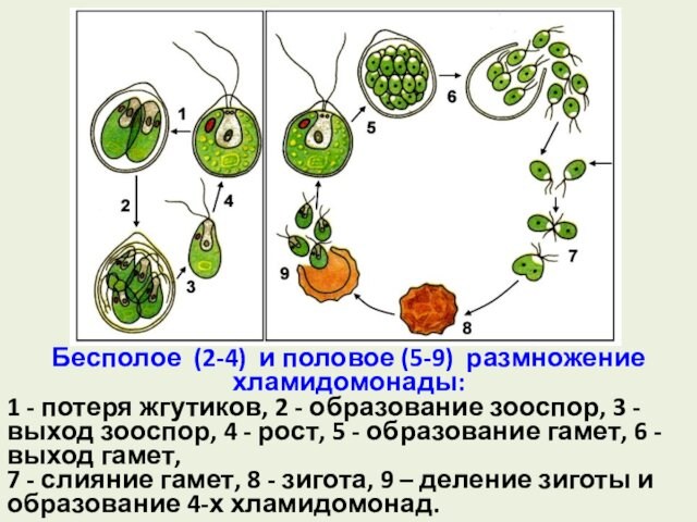 Бесполое (2-4) и половое (5-9) размножение хламидомонады:1 - потеря жгутиков, 2 - образование зооспор, 3