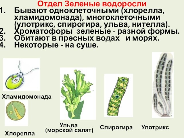 Отдел Зеленые водорослиБывают одноклеточными (хлорелла, хламидомонада), многоклеточными (улотрикс, спирогира, ульва, нителла).Хроматофоры зеленые - разной формы.Обитают