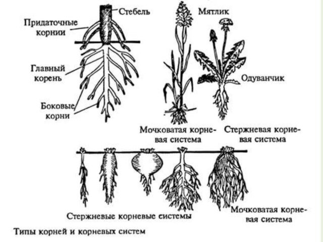 Классификация корней по расположению в субстрате