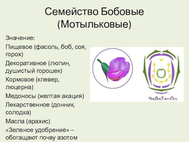 Семейство Бобовые (Мотыльковые)Значение:Пищевое (фасоль, боб, соя, горох)Декоративное (люпин, душистый горошек)Кормовое (клевер, люцерна)Медоносы (желтая акация)Лекарственное (донник,