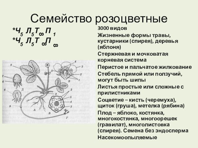 Семейство розоцветные*Ч5 Л5Т П 1 *Ч5 Л5Т П8883000 видовЖизненные формы травы, кустарники (спирея), деревья (яблоня)Стержневая