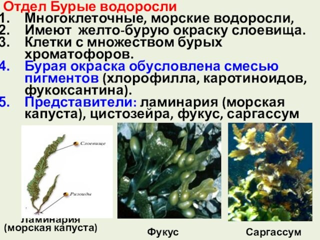 Отдел Бурые водорослиМногоклеточные, морские водоросли,Имеют желто-бурую окраску слоевища.Клетки с множеством бурых хроматофоров. Бурая окраска обусловлена