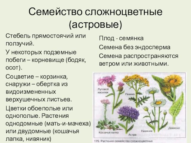 Семейство сложноцветные (астровые)Стебель прямостоячий или ползучий.У некоторых подземные побеги – корневище (бодяк, осот).Соцветие – корзинка,