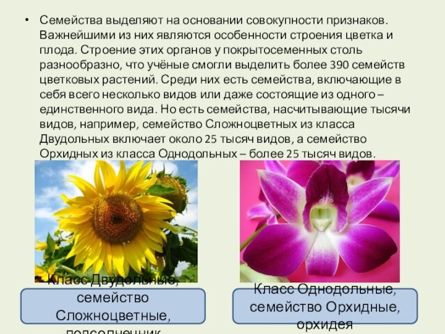 Семейства выделяют на основании совокупности признаков. Важнейшими из них являются особенности строения цветка и плода.