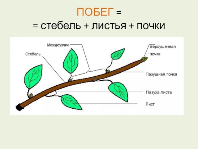 ПОБЕГ =
 = стебель + листья + почки