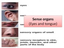 Sense organs. Eyes and tongue