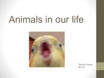 Animals im our life
