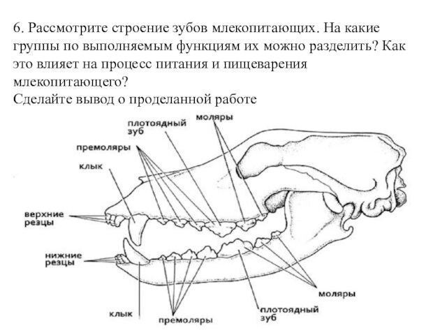 На рисунке изображена зубная система животного представители какого класса обладают таким набором з